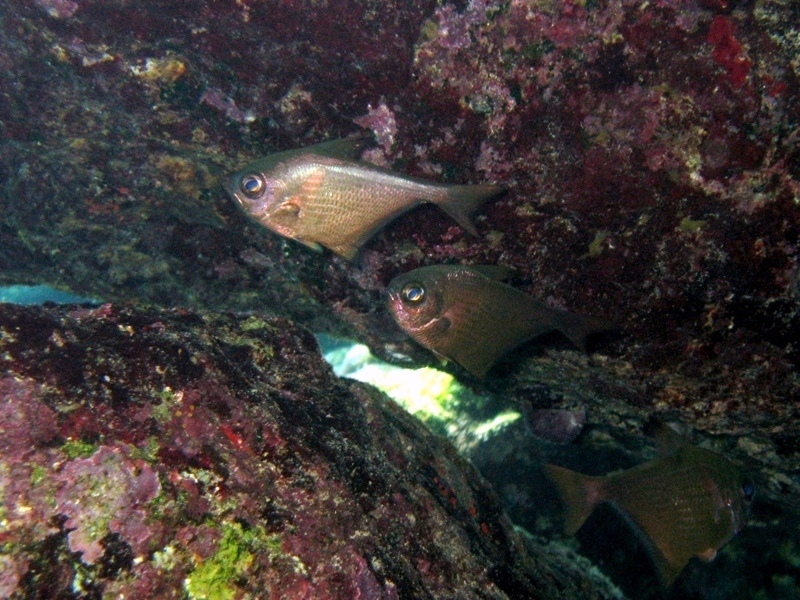 Pempheris mangula - specie lessepsiana